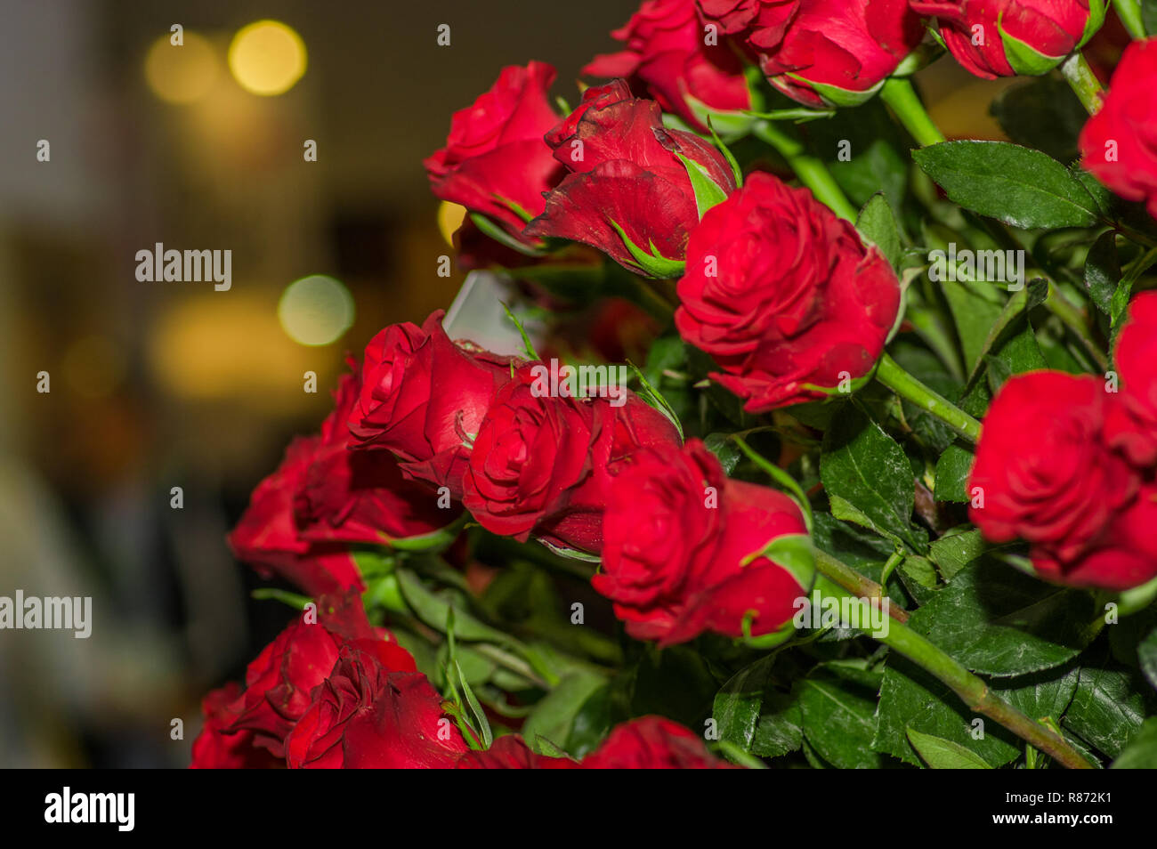 Close up of belle des douzaines de roses rouges fleurs Banque D'Images