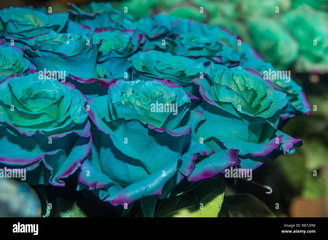 Close up of selective focus de bouquet de fleurs bicolores avec la couleur bleu et de parc d', certains sont génétiquement amélioré ou habituellement sont peints Banque D'Images