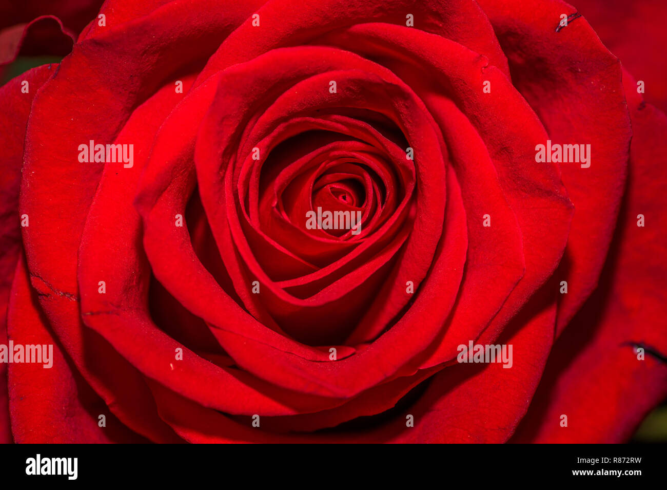 Close up of selective focus de détail de pétales de rose rouge magnifique Banque D'Images