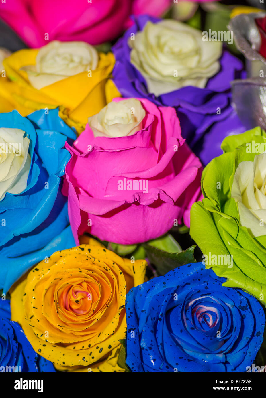 Close up of selective focus de belle et colorée type différent de roses Banque D'Images
