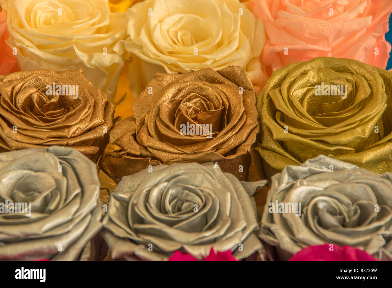Close up of selective focus de belles roses avec des couleurs d'or, à une bande Banque D'Images