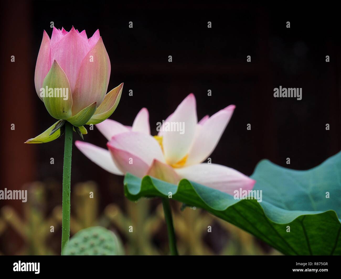 Gros plan d'une fleur de lotus Banque D'Images