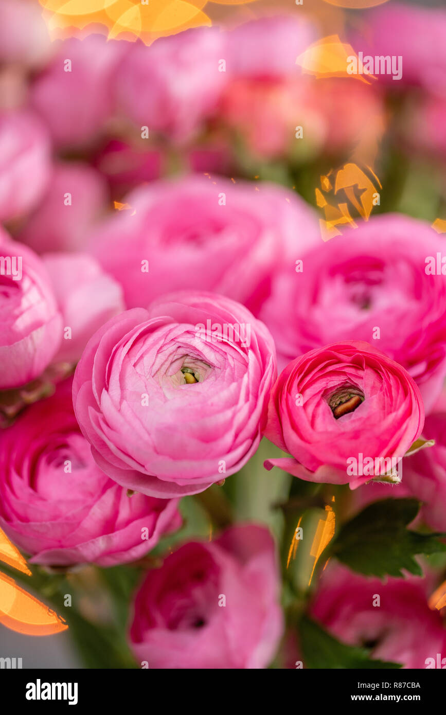 Renoncule de Perse. Bouquet de renoncules roses pourpre fleurs dans vase en  verre. Flou d'arrière-plan sur Garland. Fond d'verticale Photo Stock - Alamy