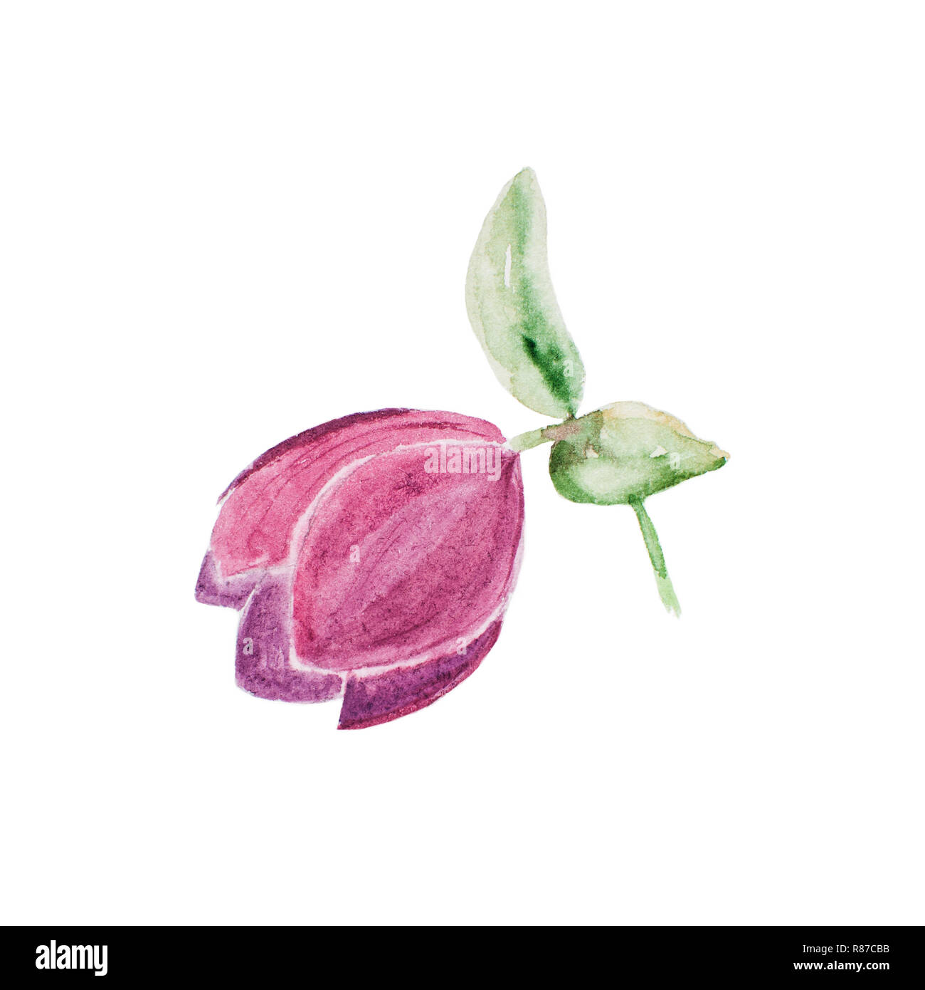 Aquarelle illustration botanique de hellebore isolé sur fond blanc. Dessin floral pour les cartes de vœux, invitations, carte personnalisée et Banque D'Images