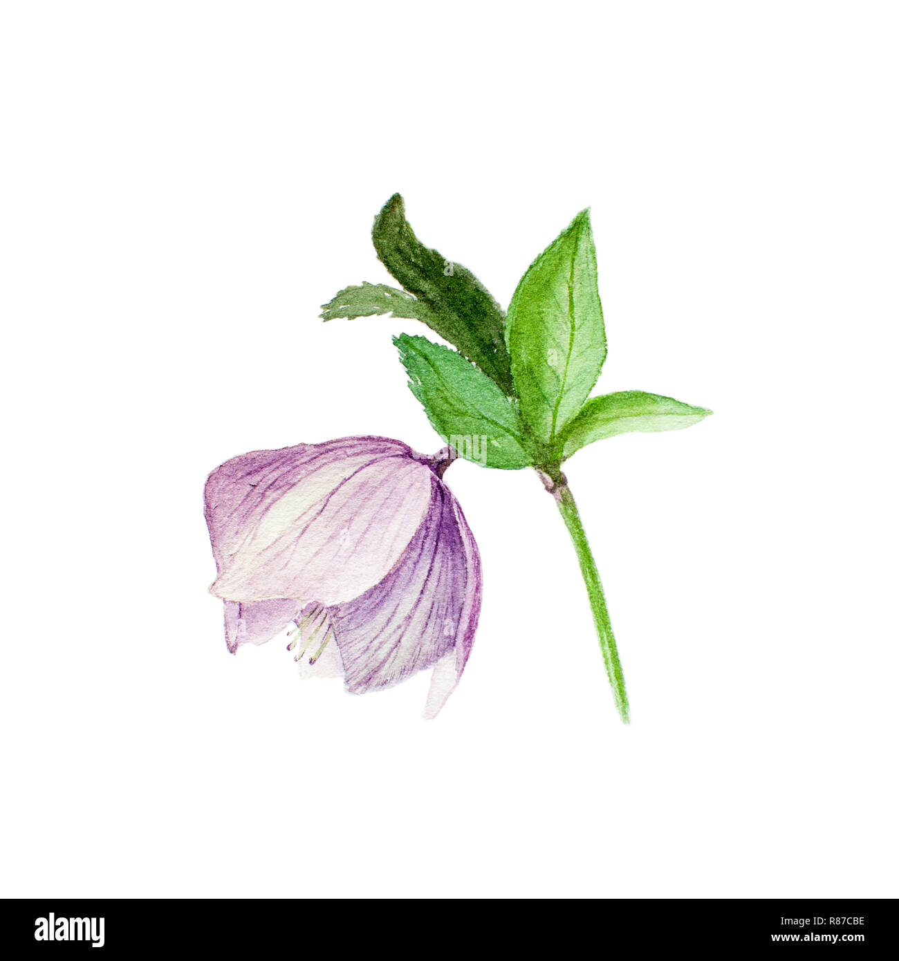 Aquarelle illustration botanique de lilas hellebore isolé sur fond blanc. Dessin floral pour les cartes de vœux, invitations, ca personnalisé Banque D'Images