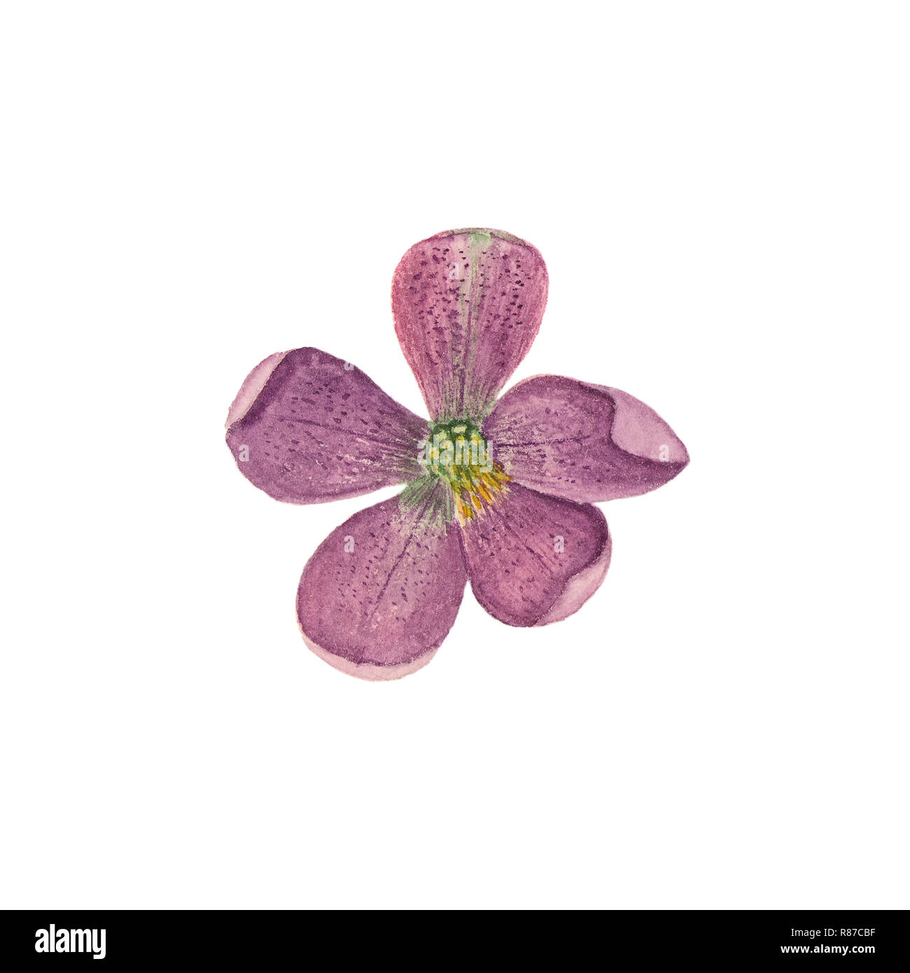 Aquarelle illustration botanique de hellebore isolé sur fond blanc. Dessin floral pour les cartes de vœux, invitations, carte personnalisée et Banque D'Images