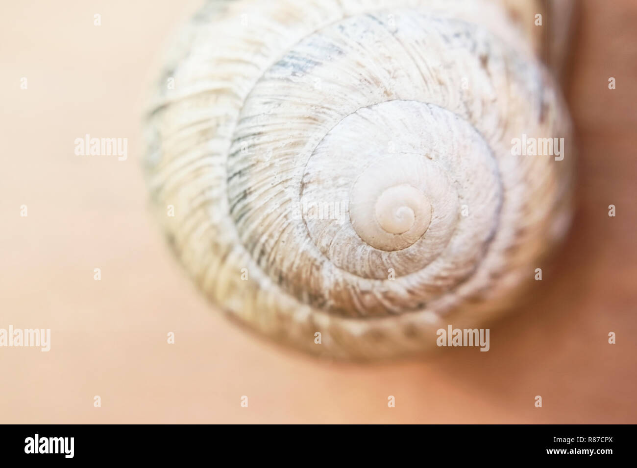 La coquille d'un escargot raisin de couleur beige dort sur un mur en bois sur un hivernage Banque D'Images