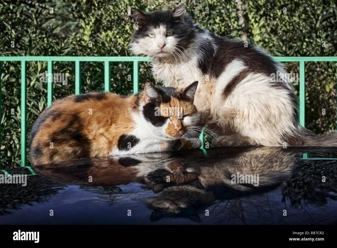 Deux chats de rue sont chauffés sur un toit de la voiture en journée ensoleillée Banque D'Images