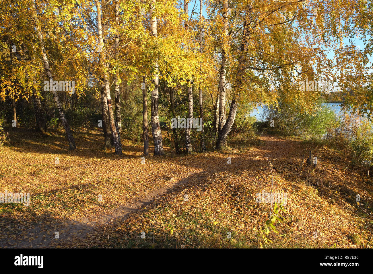 Magnifique cadre rural paysage d'automne avec les bouleaux, sentier, lot de feuilles jaunes sur le terrain et sur la rivière journée ensoleillée Banque D'Images