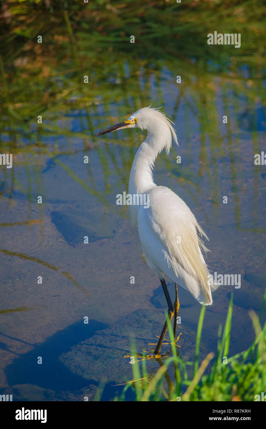 Aigrette neigeuse (Egretta thula) le long de la rive de l'étang du Parc Expo à la recherche de petits poissons, Aurora Colorado nous. Photo prise en juillet. Banque D'Images