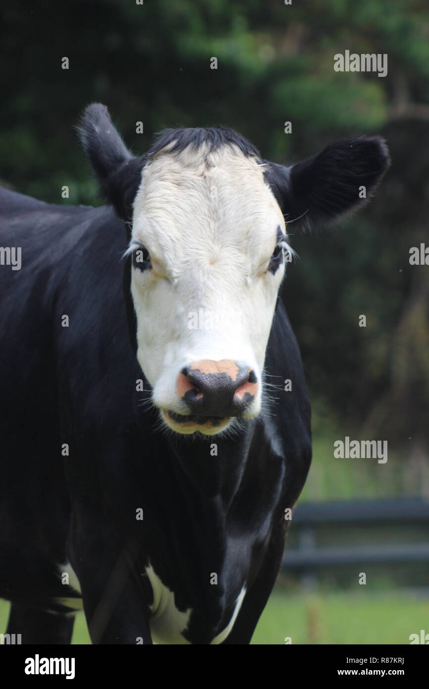 Portraits de vache heureuse Banque D'Images