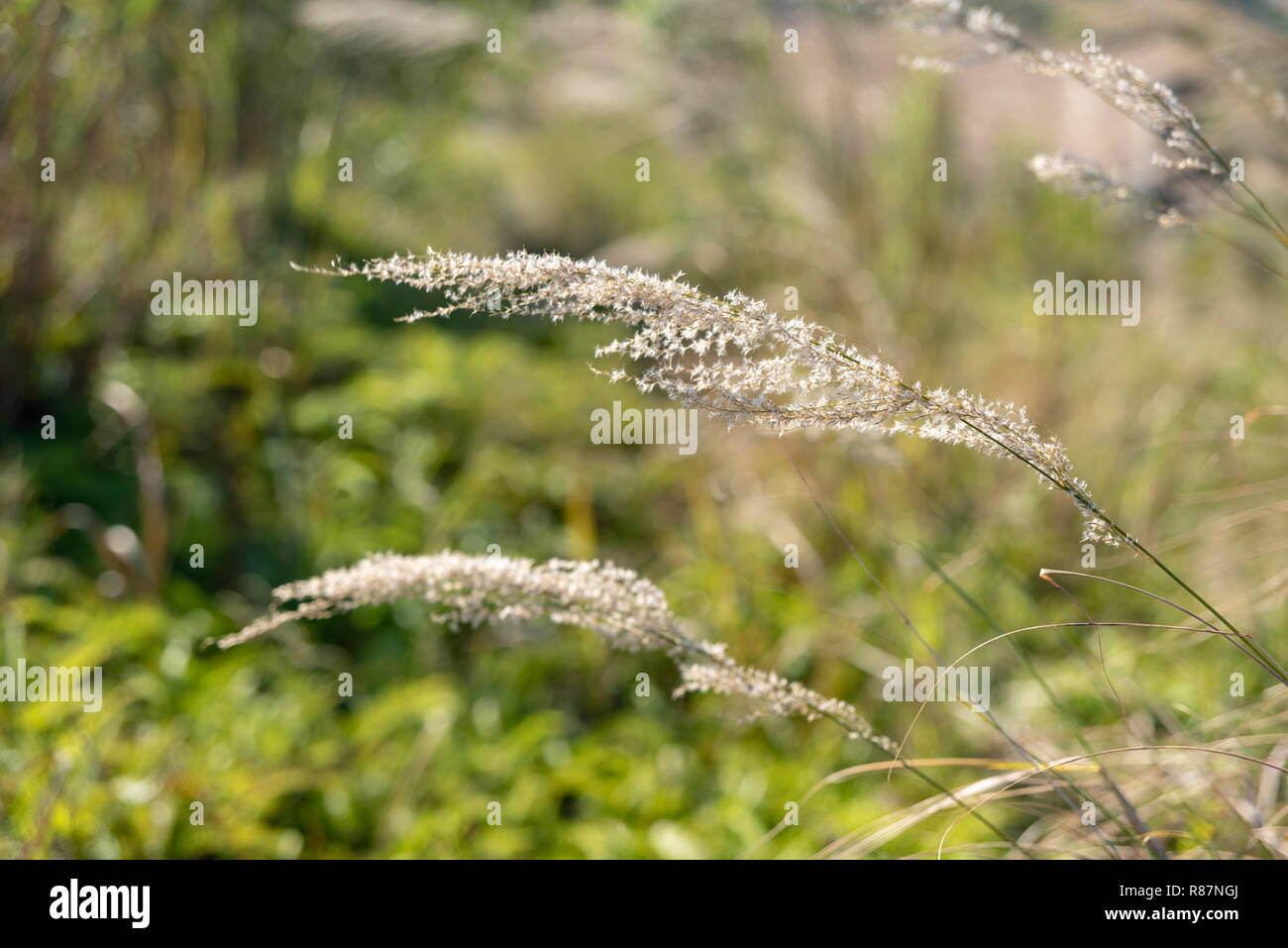 Plante : graminées Miscanthus sinensis 'Gracillimus' Up Fermer en hiver. Banque D'Images