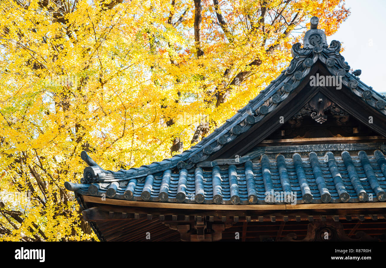 Sanctuaire Nezu toit traditionnel et l'automne arbre ginkgo à Tokyo, Japon Banque D'Images