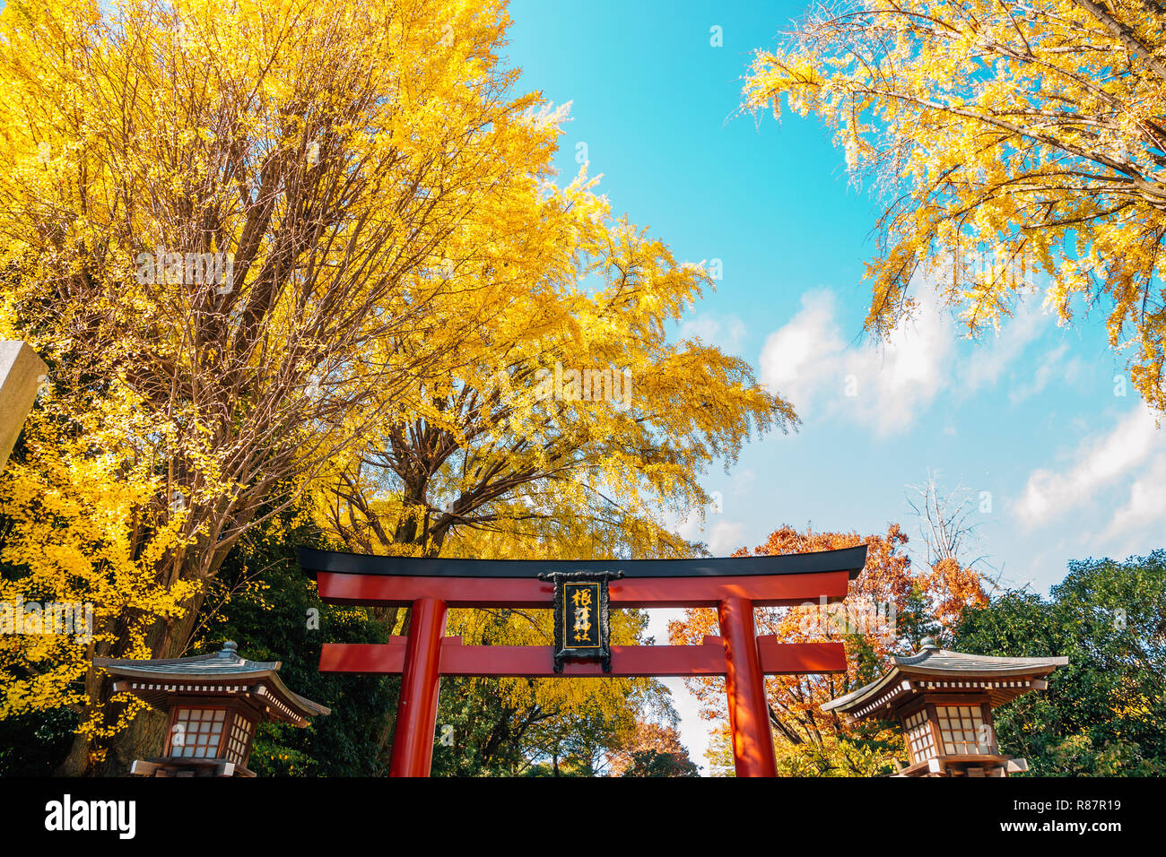 Au sanctuaire Nezu automne à Tokyo, Japon Banque D'Images