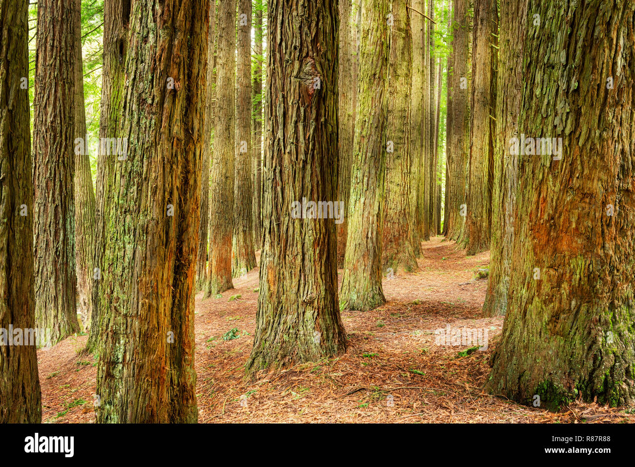 Séquoias californien dans le Otway Ranges. Banque D'Images