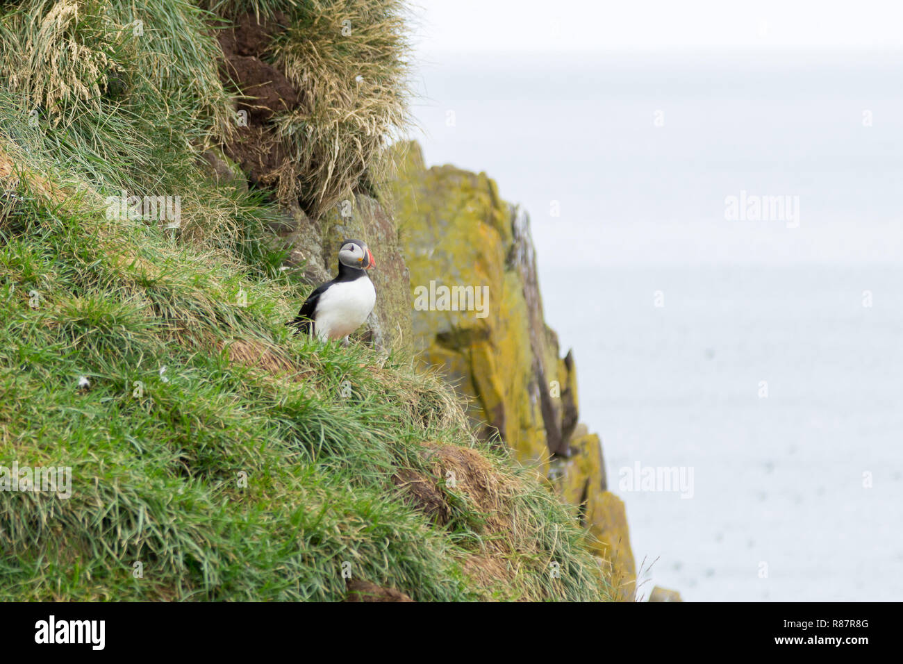 Macareux moine de Borgarfjordur fjord, est de l'Islande. La faune de l'Islande. Macareux moine commun. Fratercula arctica Banque D'Images Macareux moine de Borgarfjordur fjord, est de l'Islande. La faune de l'Islande. Macareux moine commun. Fratercula arctica Banque D'Images