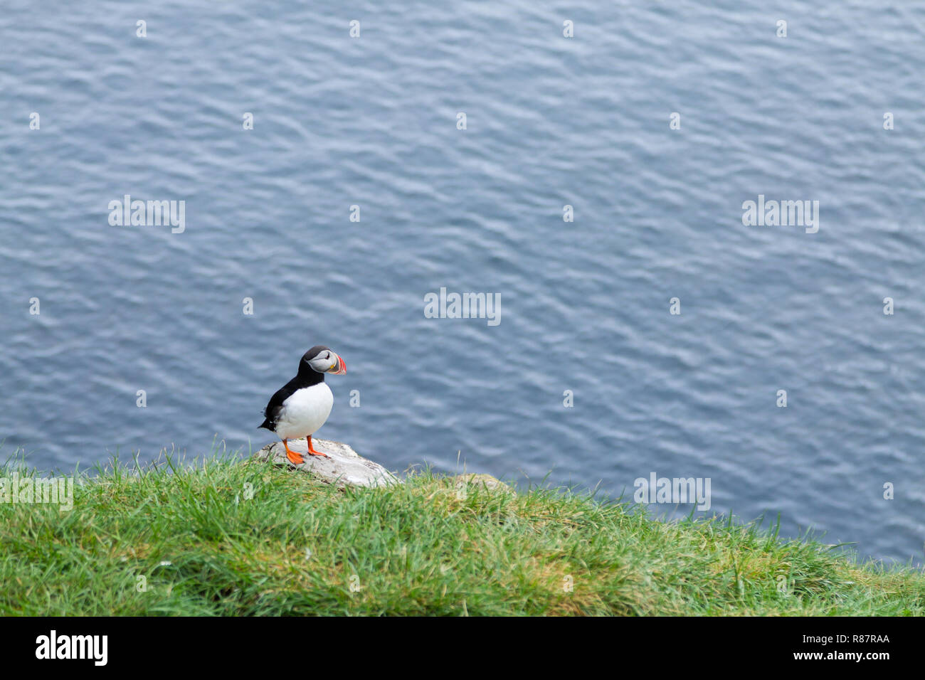 Macareux moine de Borgarfjordur fjord, est de l'Islande. La faune de l'Islande. Macareux moine commun. Fratercula arctica Banque D'Images Macareux moine de Borgarfjordur fjord, est de l'Islande. La faune de l'Islande. Macareux moine commun. Fratercula arctica Banque D'Images