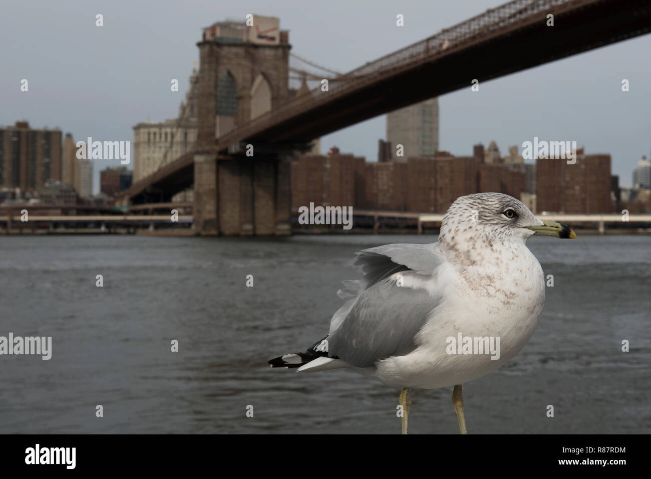 Seagull sur l'East River, qui est enjambée par le pont de Brooklyn. Manhattan, NYC, New York, États-Unis d'Amérique Banque D'Images