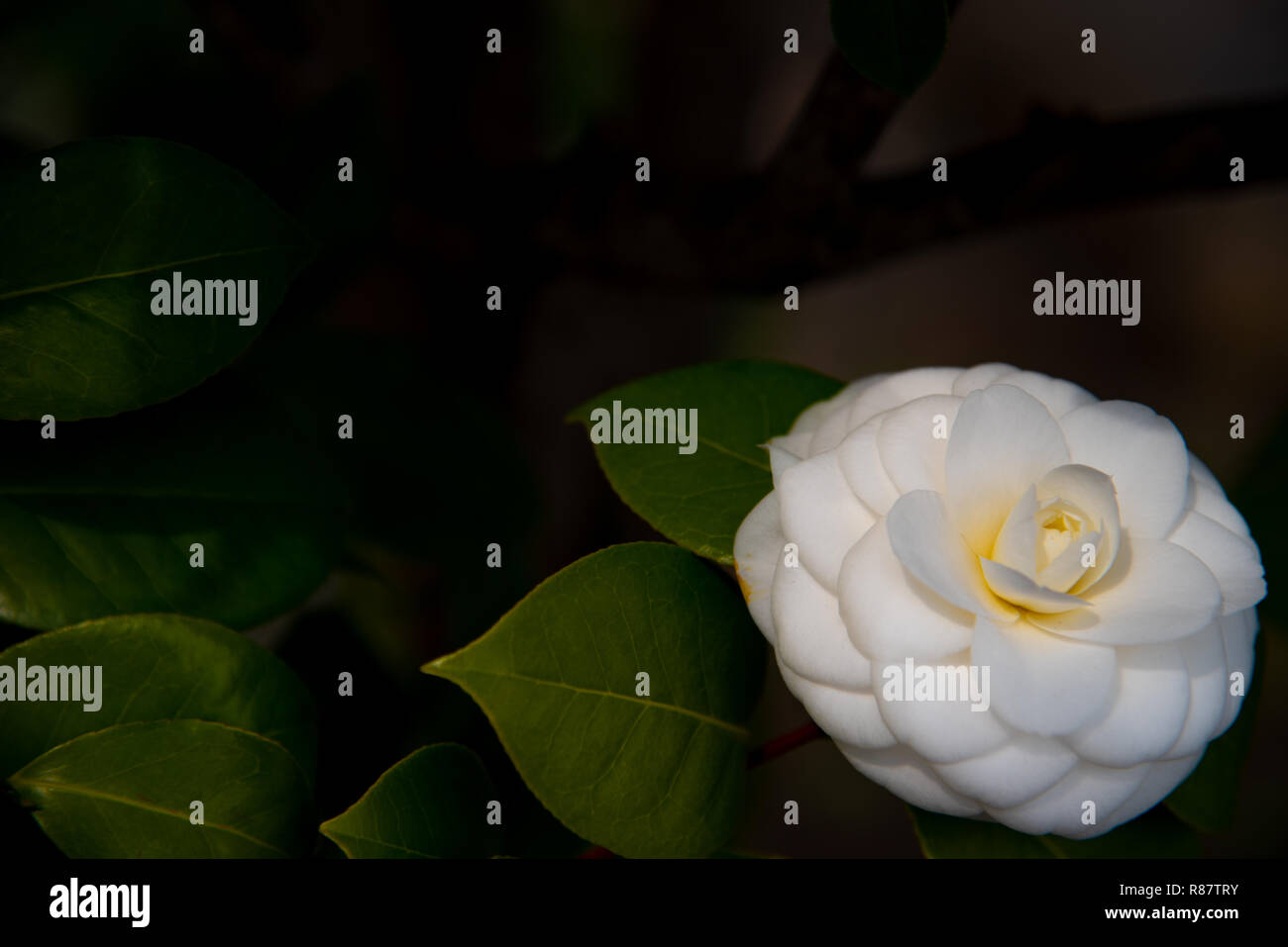 Gros plan du Camellia japonica (fleurs, fleurs de thé) tsubaki en blanc avec des pétales jaune orangé au printemps. Banque D'Images