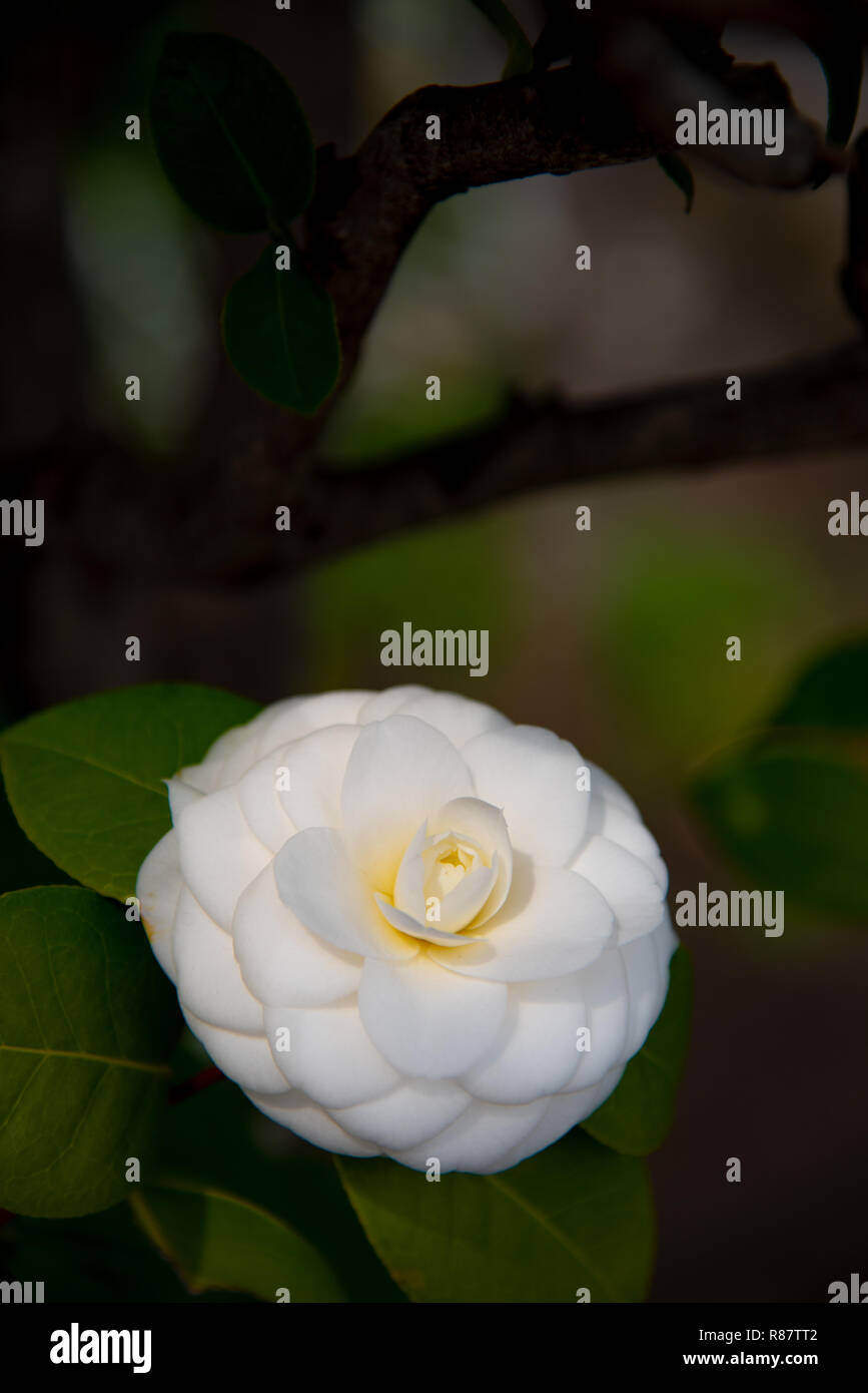 Gros plan du Camellia japonica (fleurs, fleurs de thé) tsubaki en blanc avec des pétales jaune orangé au printemps. Banque D'Images