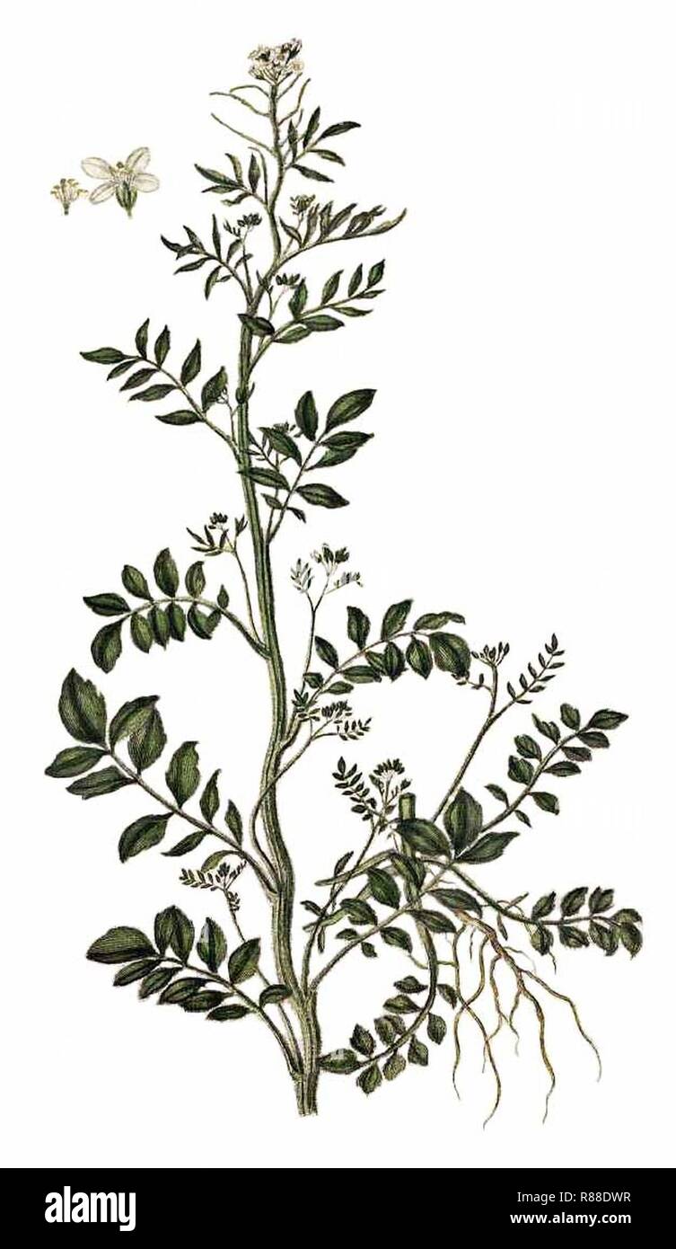 Cardamine impatiens, 0735 Flora Danica (propre). Banque D'Images