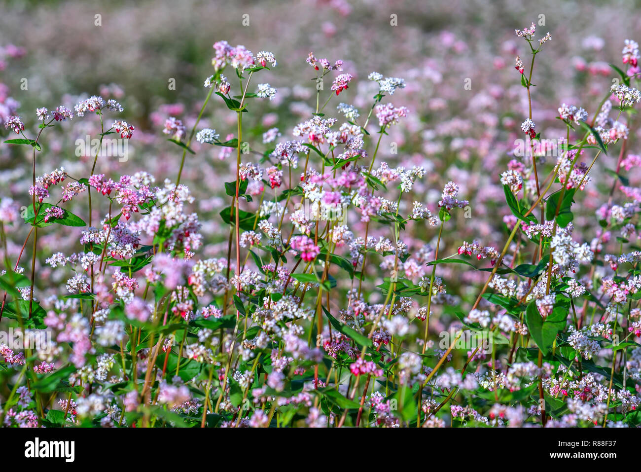 Fleurs de sarrasin dans le domaine. Cette fleur est blanche quand le