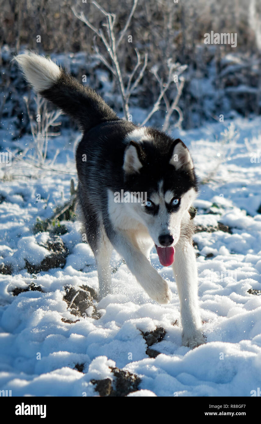 Chien Husky Sibérien couleur noir et blanc aux yeux bleus en hiver Banque D'Images