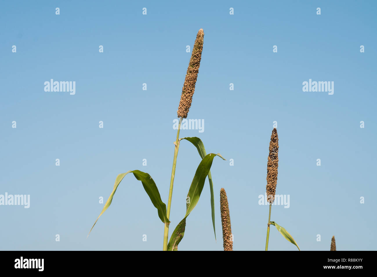 Épis de millet et feuilles sous ciel bleu Banque D'Images
