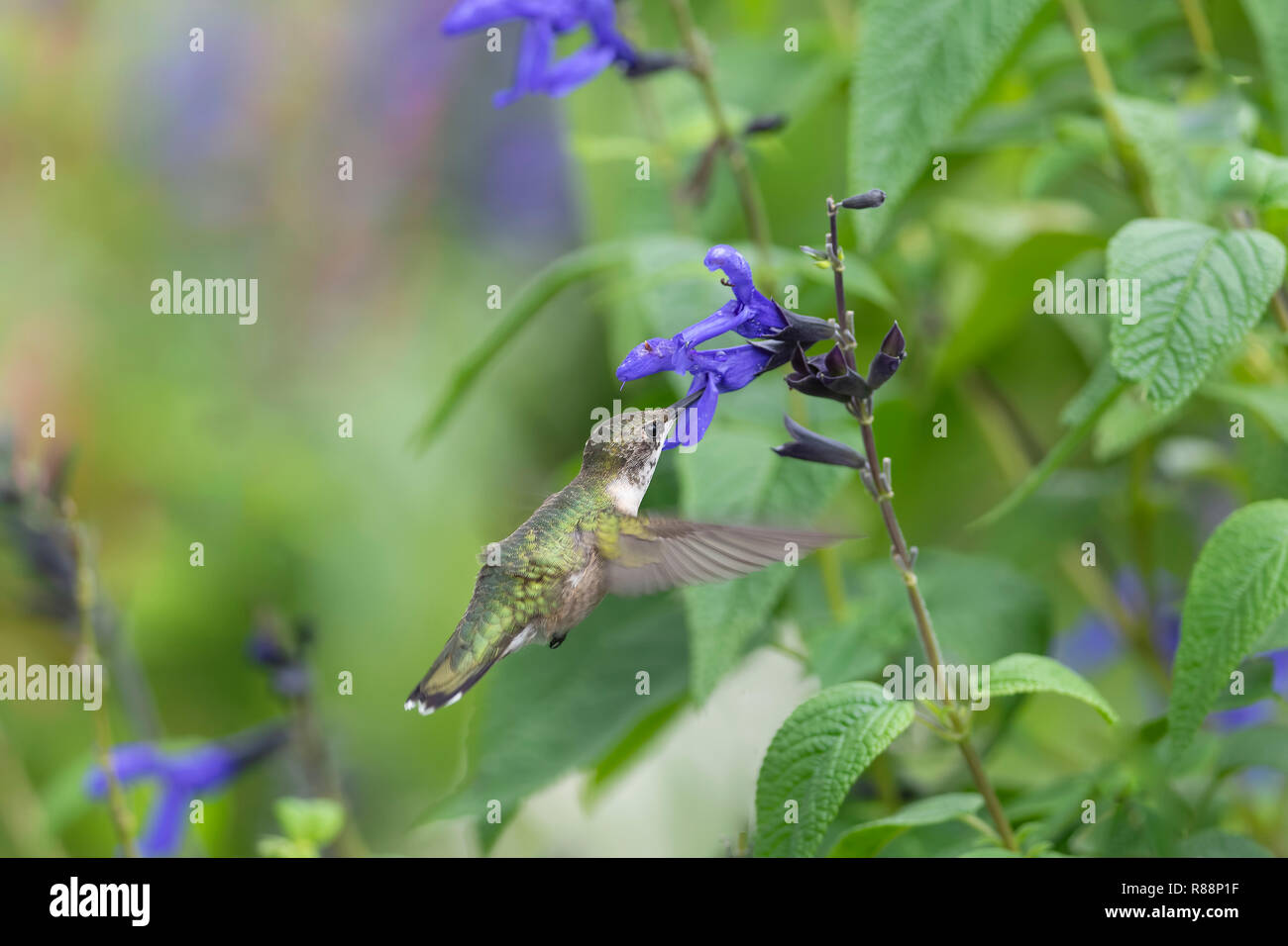 Colibri à gorge rubis, Archilocus colubris, se nourrissant de Balck et bleu sauge, Salvia guaratica. Banque D'Images