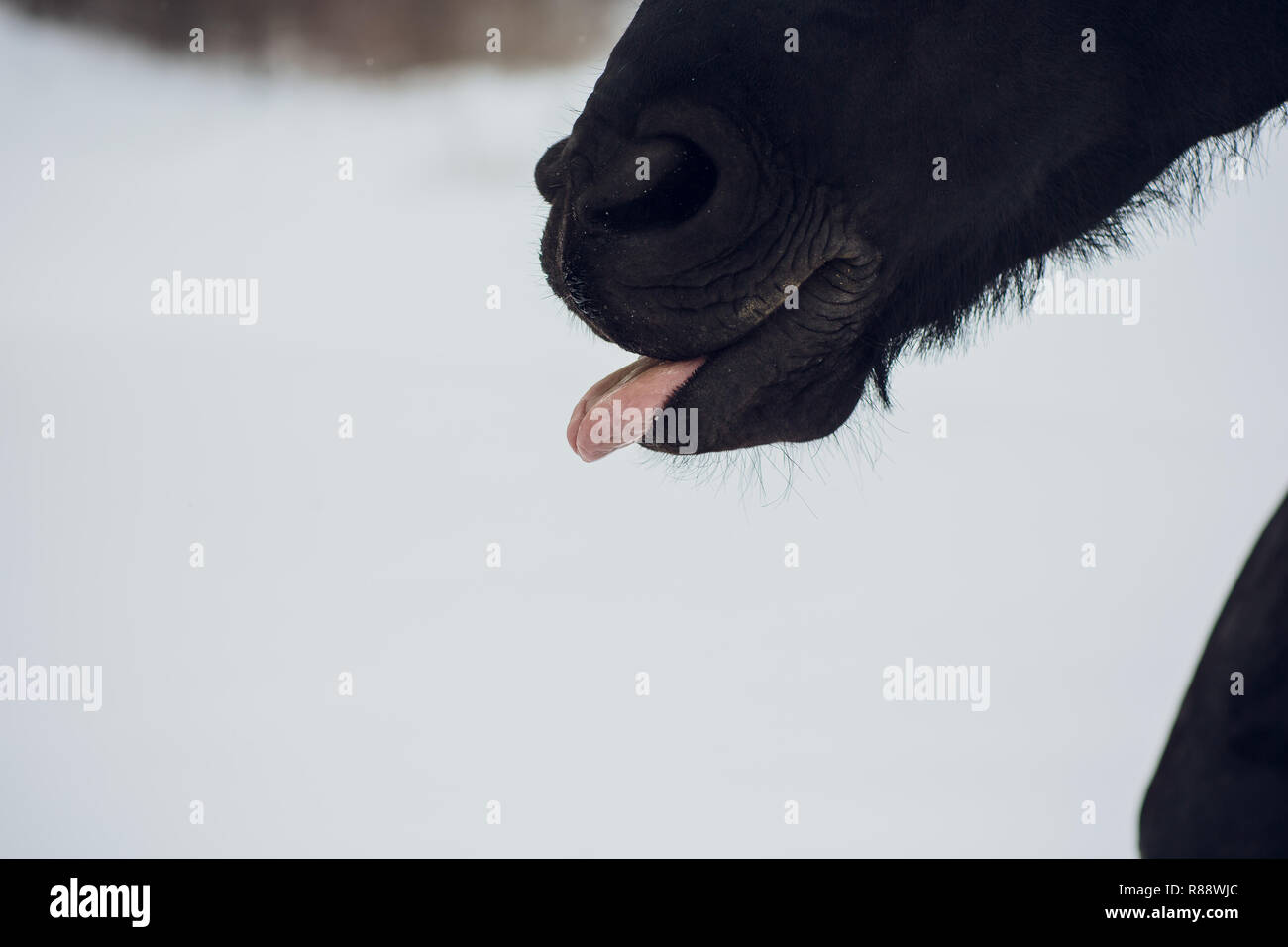L'étalon frison montre l'hiver langue maternelle Banque D'Images