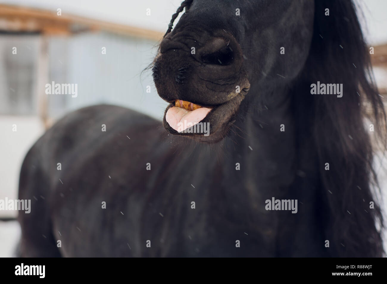 L'étalon frison montre l'hiver langue maternelle Banque D'Images