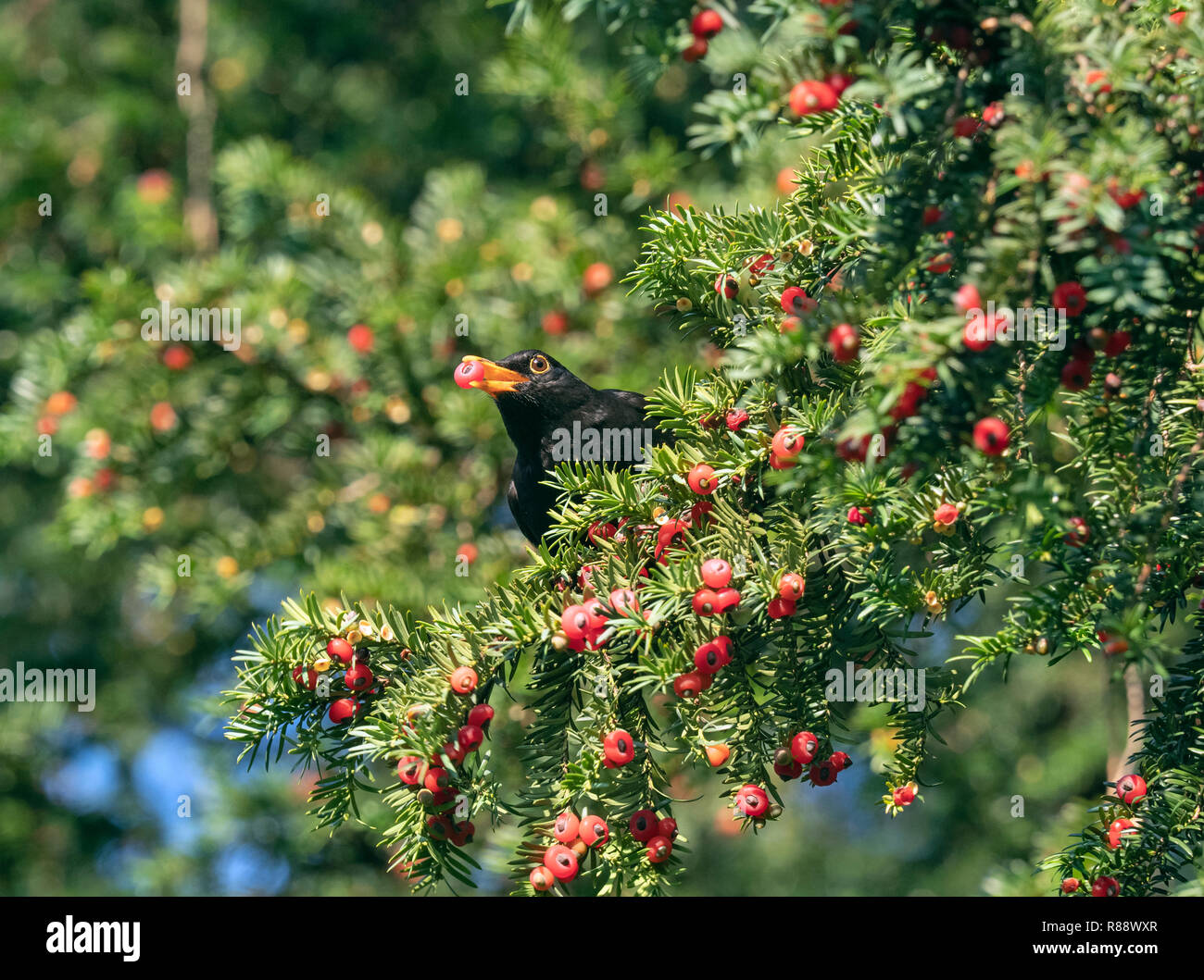 Turdus merula Blackbird homme se nourrissant de baies d'if à Norfolk church yard Banque D'Images