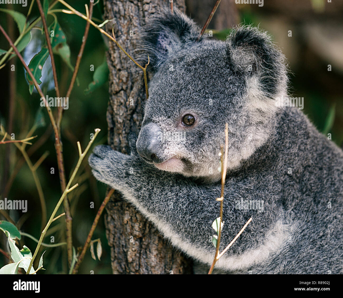 Sedentaire Banque D Image Et Photos Alamy