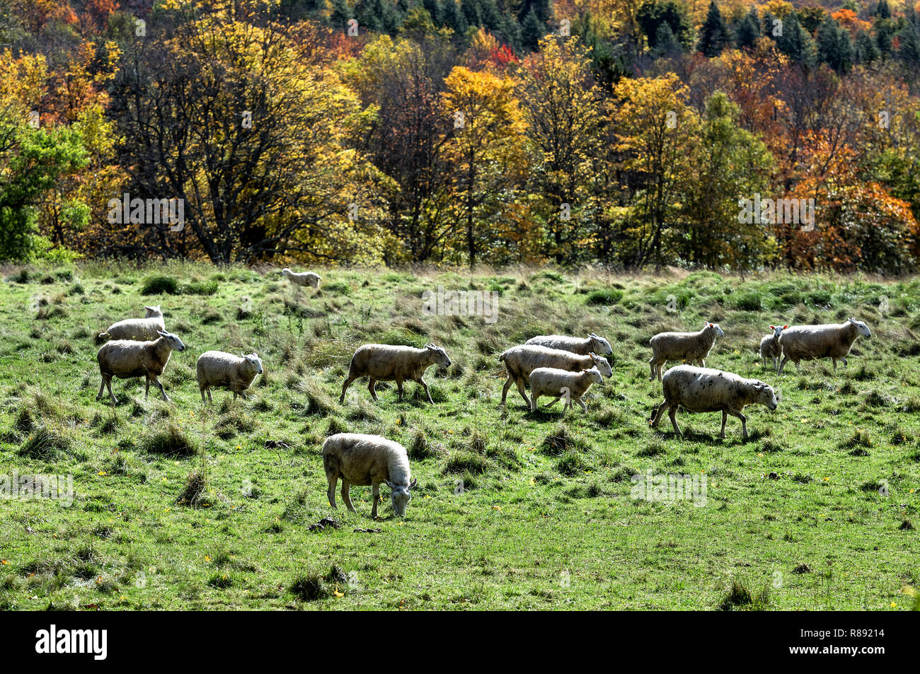 Troupeau de moutons dans un champ, Vermont, USA. Banque D'Images