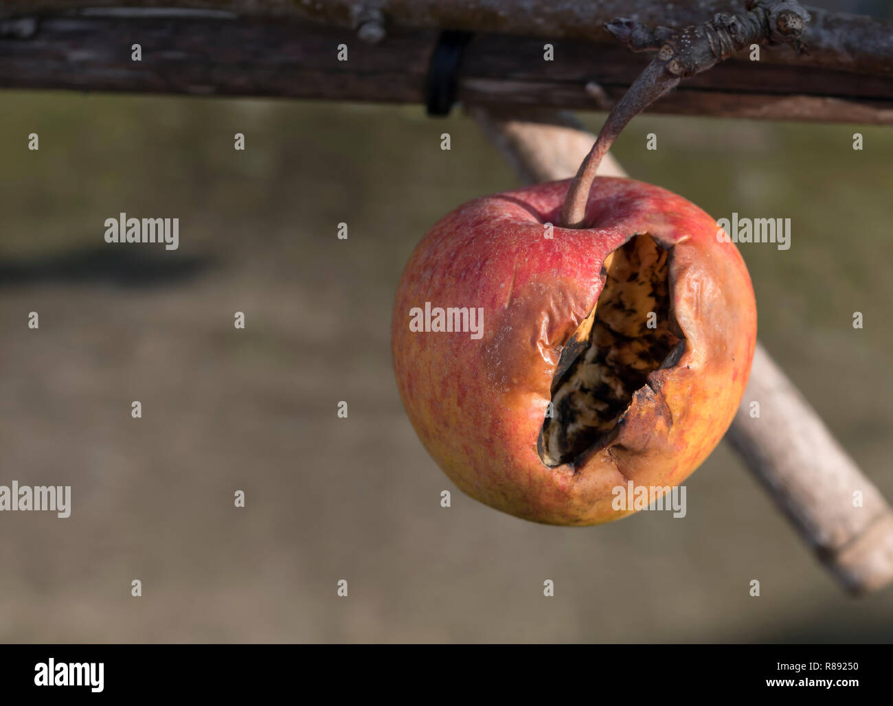 Une pomme pourrie sur une branche d'un arbre dans le jardin, la pomme est bon pour les insectes et les oiseaux Banque D'Images