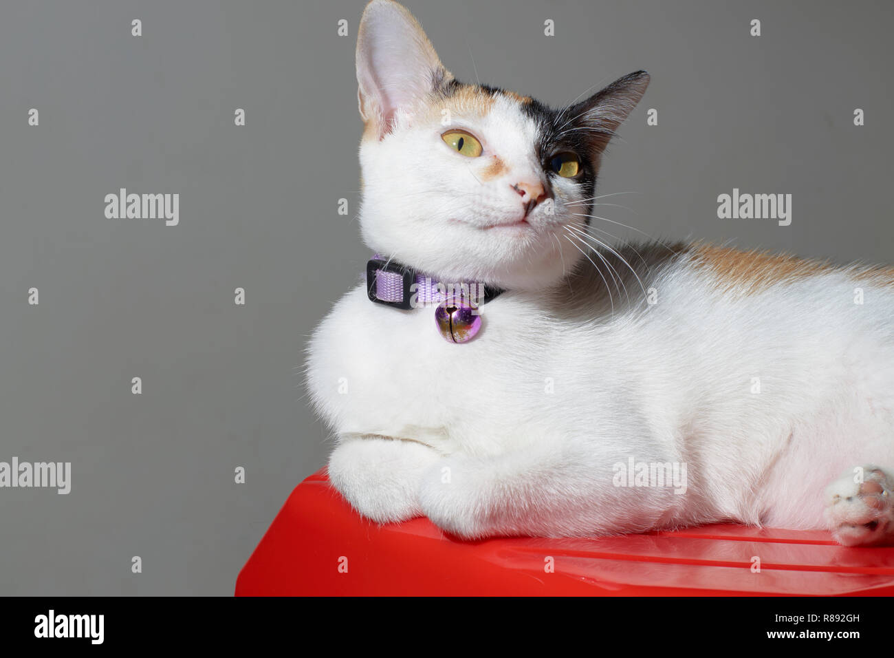 Un chat femelle est à regarder quelque chose. Isolé sur des animaux et animaux domestiques sympa concept. Banque D'Images