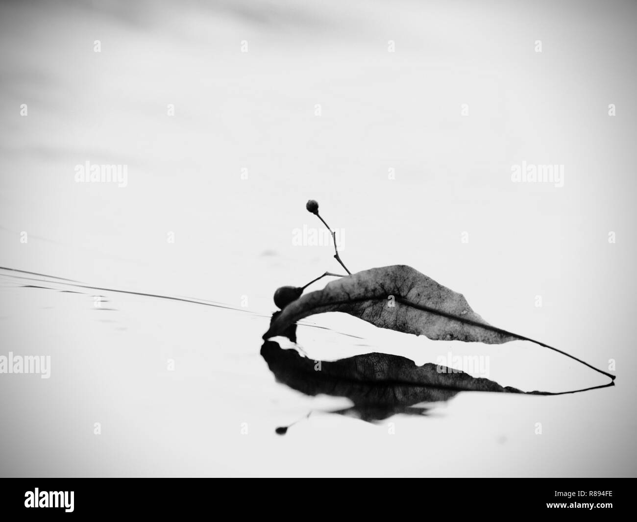 La cheville faible vue de feuille sur la glace. Au niveau de l'eau étang gelé au début de l'hiver. Banque D'Images