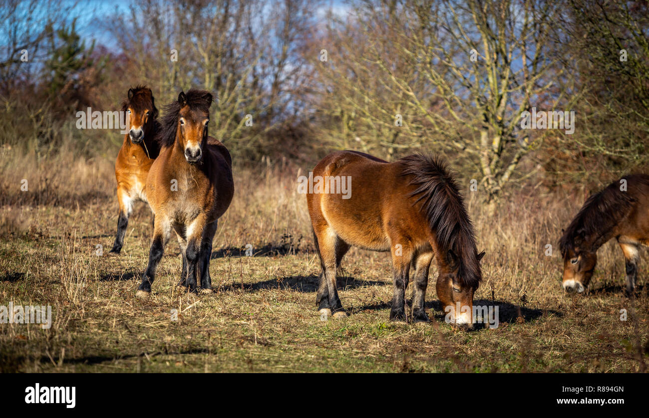 Entendu parler de chevaux sauvages, poney Exmoor en pâturage, Masovice Podyji, République Tchèque Banque D'Images