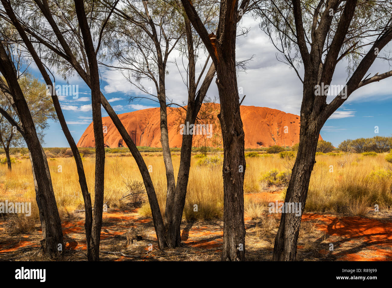 Le magnifique et célèbre Uluru en Australie dans le centre rouge. Banque D'Images