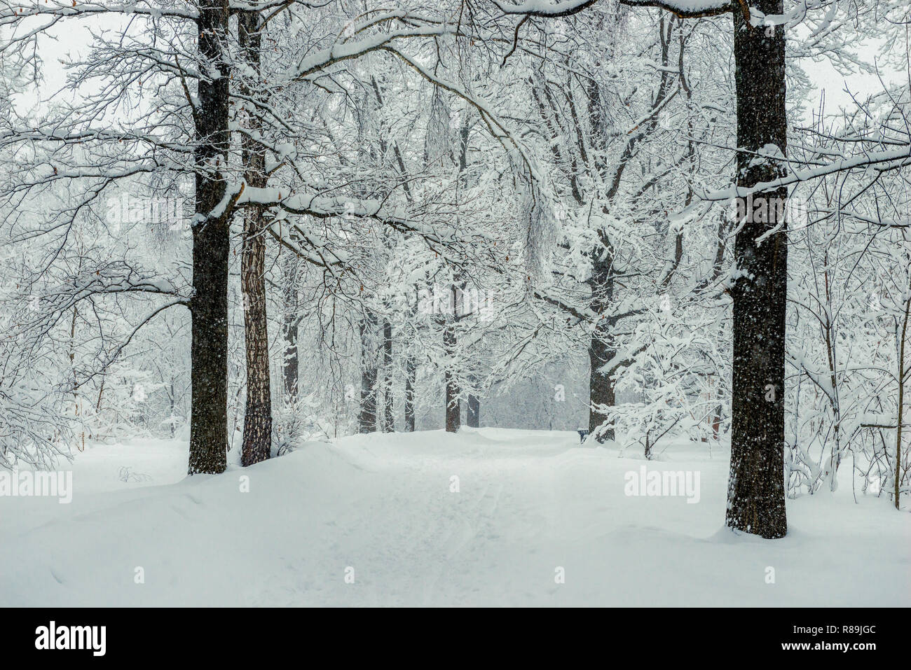 Ruelle enneigée dans le parc pour l'après-midi d'hiver, le paysage dans la forêt Banque D'Images