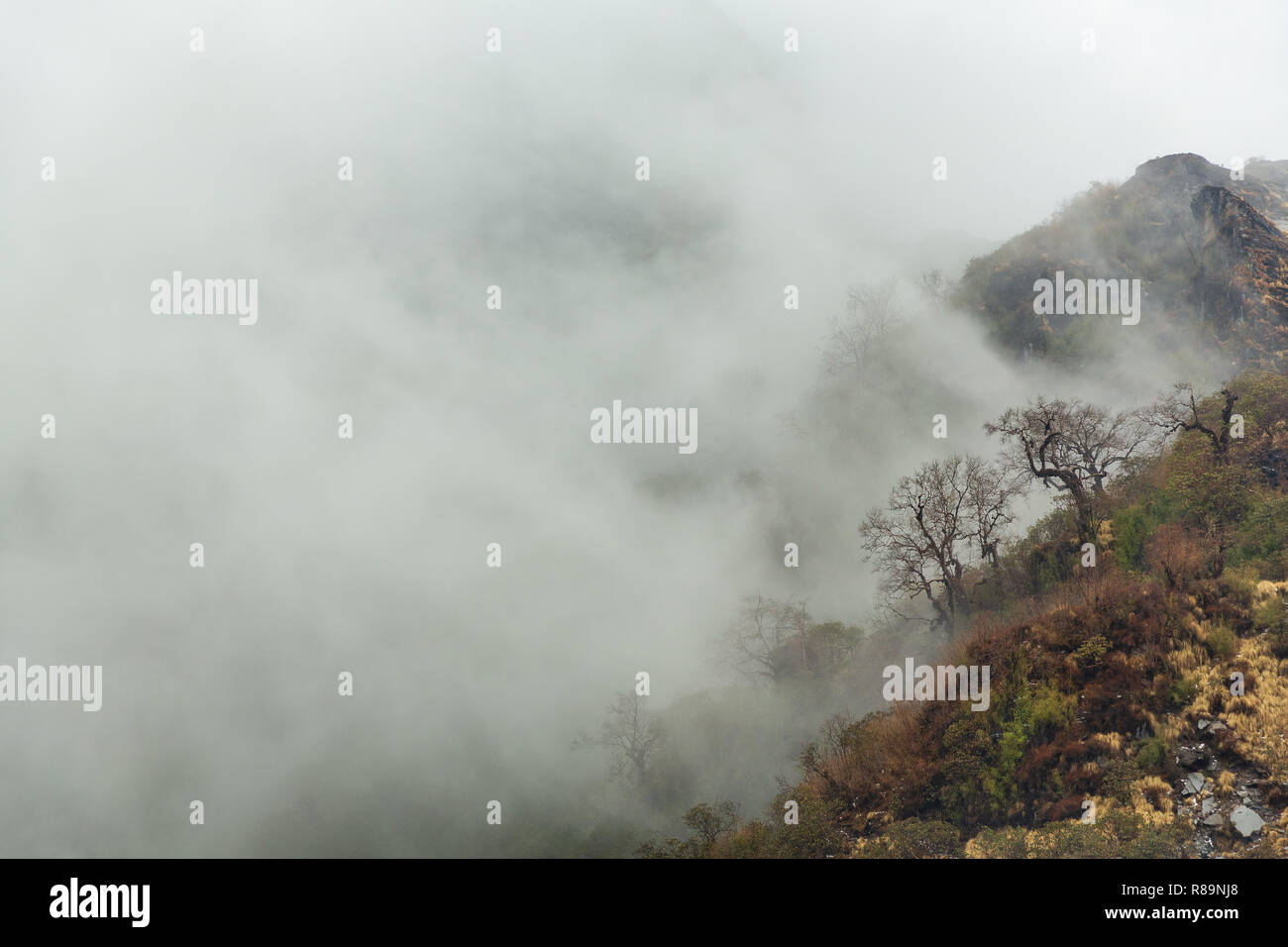 Les nuages et le brouillard en roulant sur le côté de l'arbre passé dans la montagne Annapurna Himal, Népal, Himalaya, Asie Banque D'Images