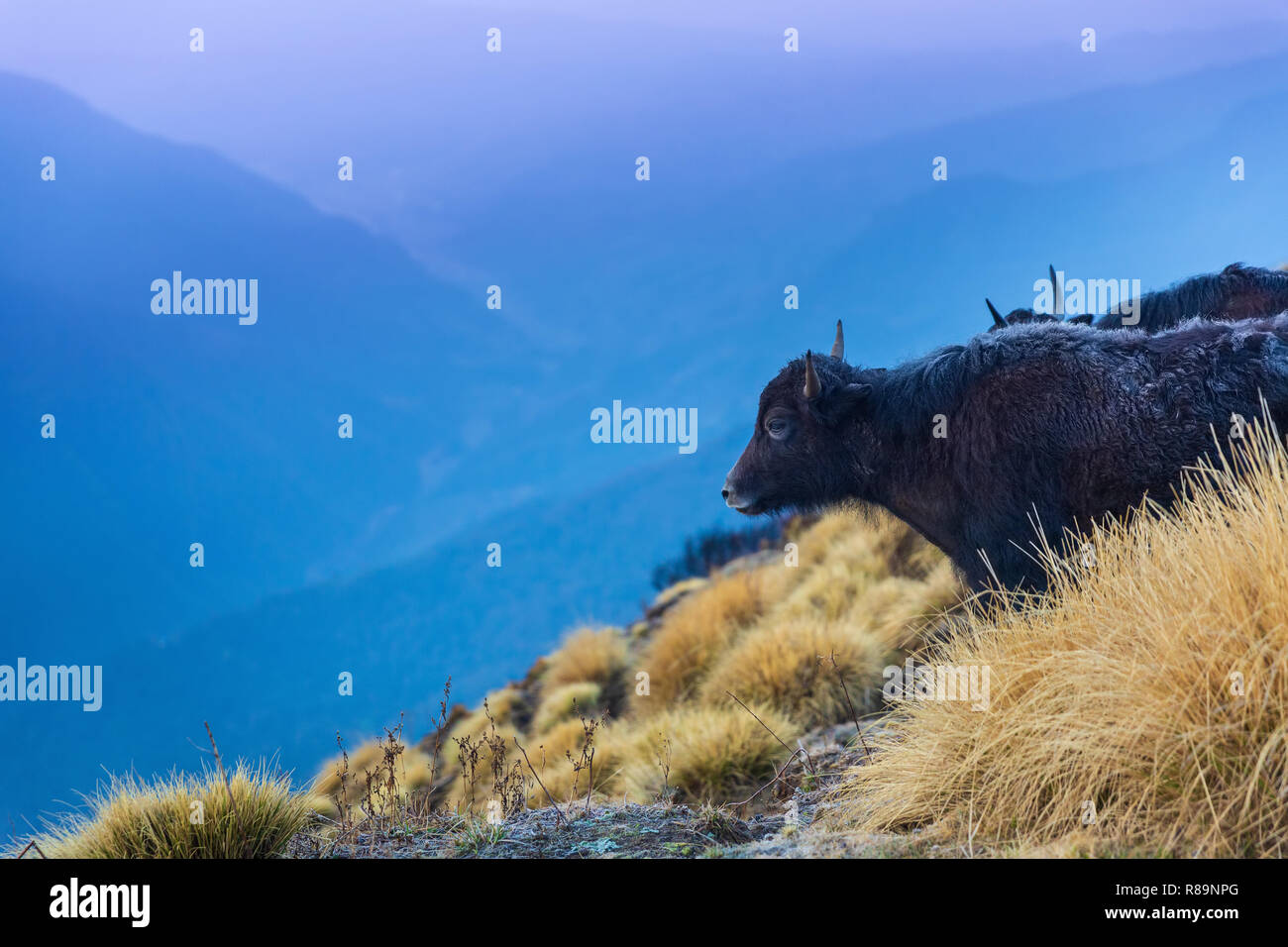 À Poil long noir deux Yaks domestiques sur la montagne de Mardi Himal trail dans ANNAPURNA HIMAL, Népal, Himalaya, Asie Banque D'Images