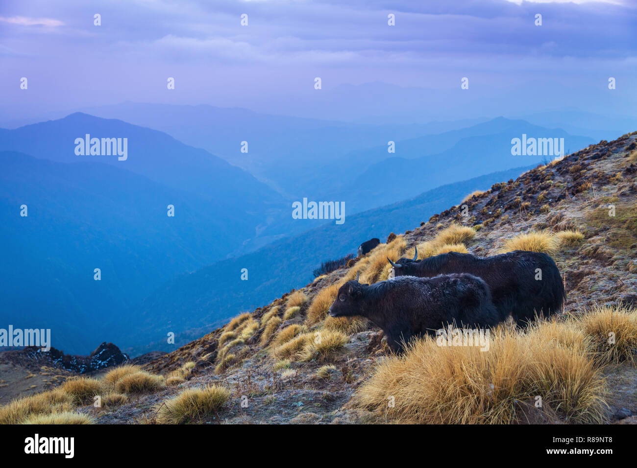 À Poil long noir deux Yaks domestiques sur la montagne de Mardi Himal trail dans ANNAPURNA HIMAL, Népal, Himalaya, Asie Banque D'Images