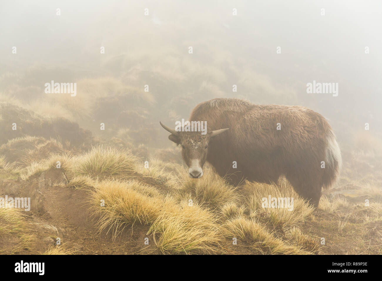 Aux longs cheveux bruns domestiqués yak sur le flanc à l'ANNAPURNA HIMAL, Népal, Himalaya, Asie Banque D'Images