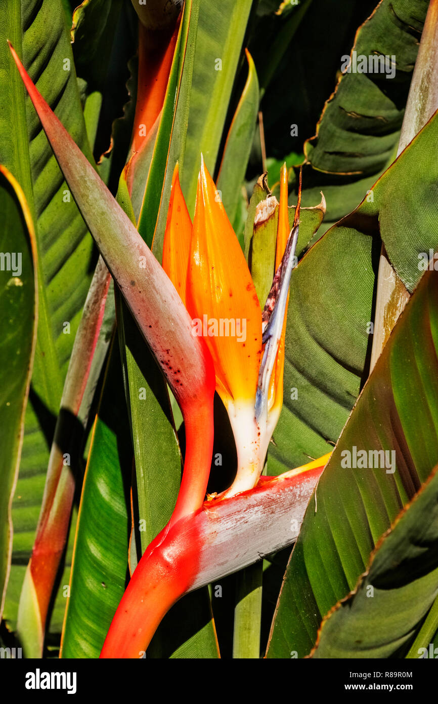 Superbe oiseau du paradis Strelitzia reginae -fleurs -l'inflorescence horizontal avec orange sépales et pétales bleu-blanc Banque D'Images