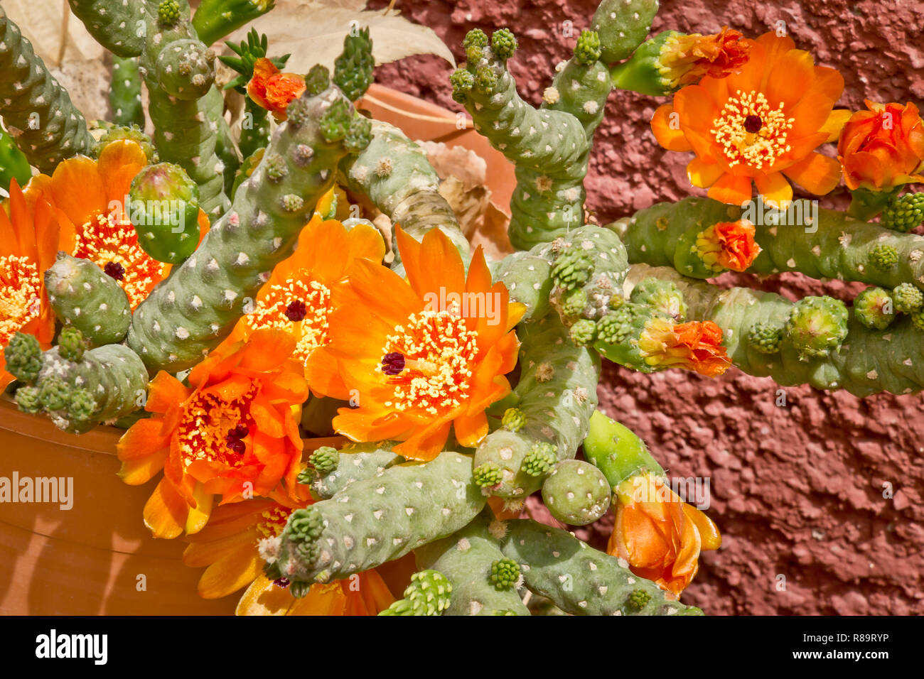 La floraison des fleurs orange, succulentes Banque D'Images