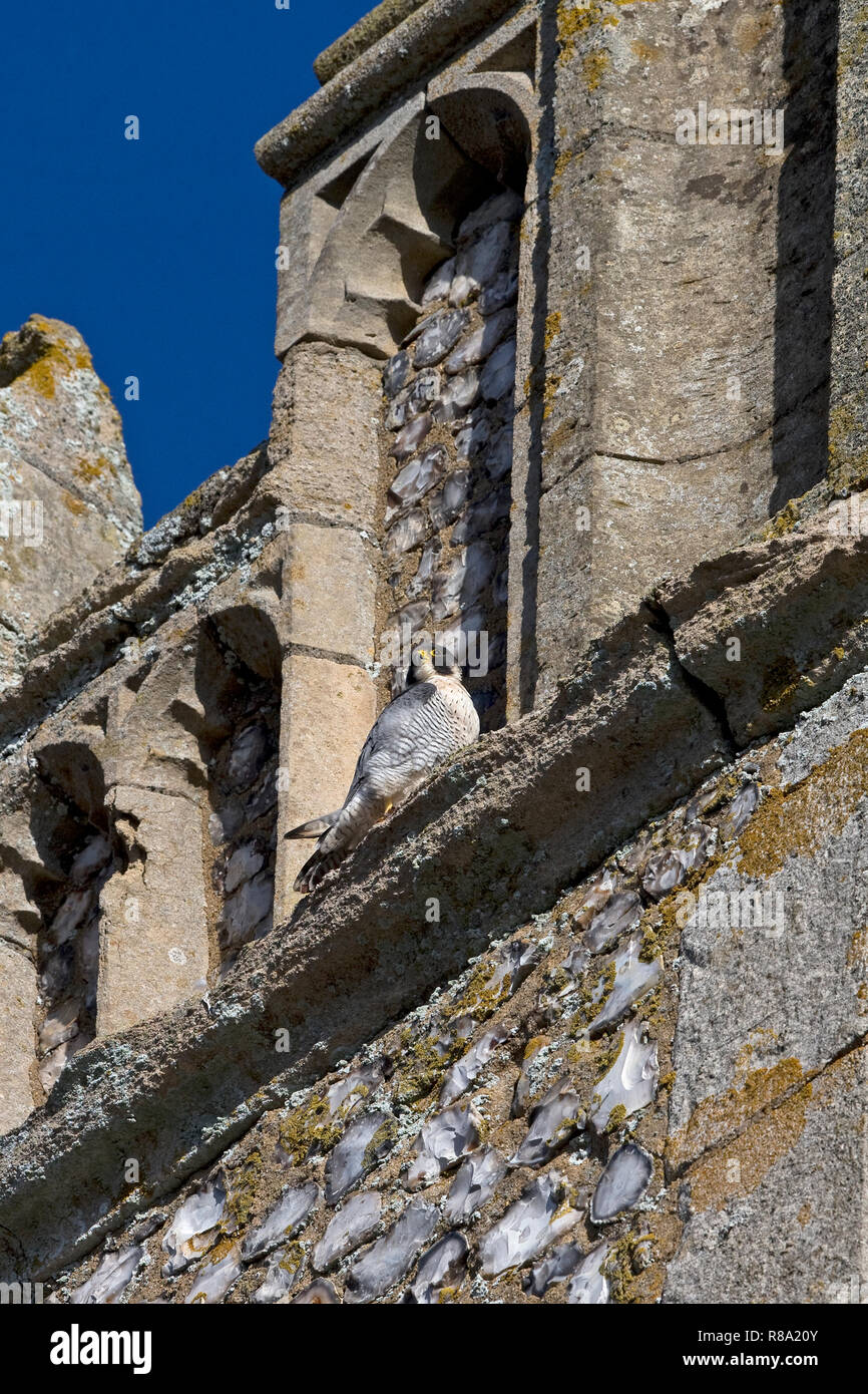 Le faucon pèlerin (Falco peregrinus) Banque D'Images