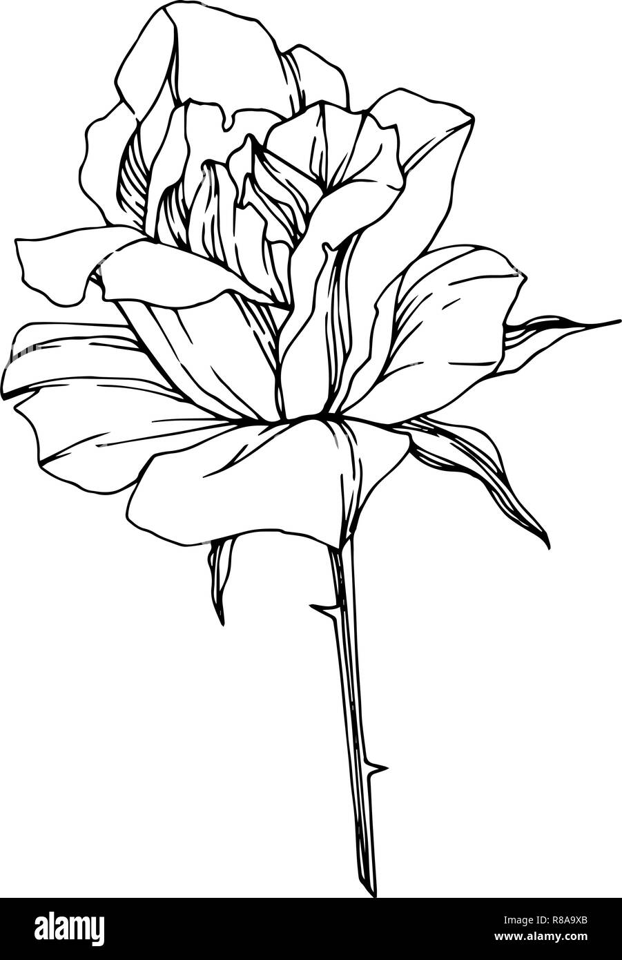 Vector Rose Botanique Floral Fleur Gravee En Noir Et Blanc L Art De L Encre Rose Isole Illustration Element Lame De Ressort Sauvages Isoles De Fleurs Sauvages Image Vectorielle Stock Alamy