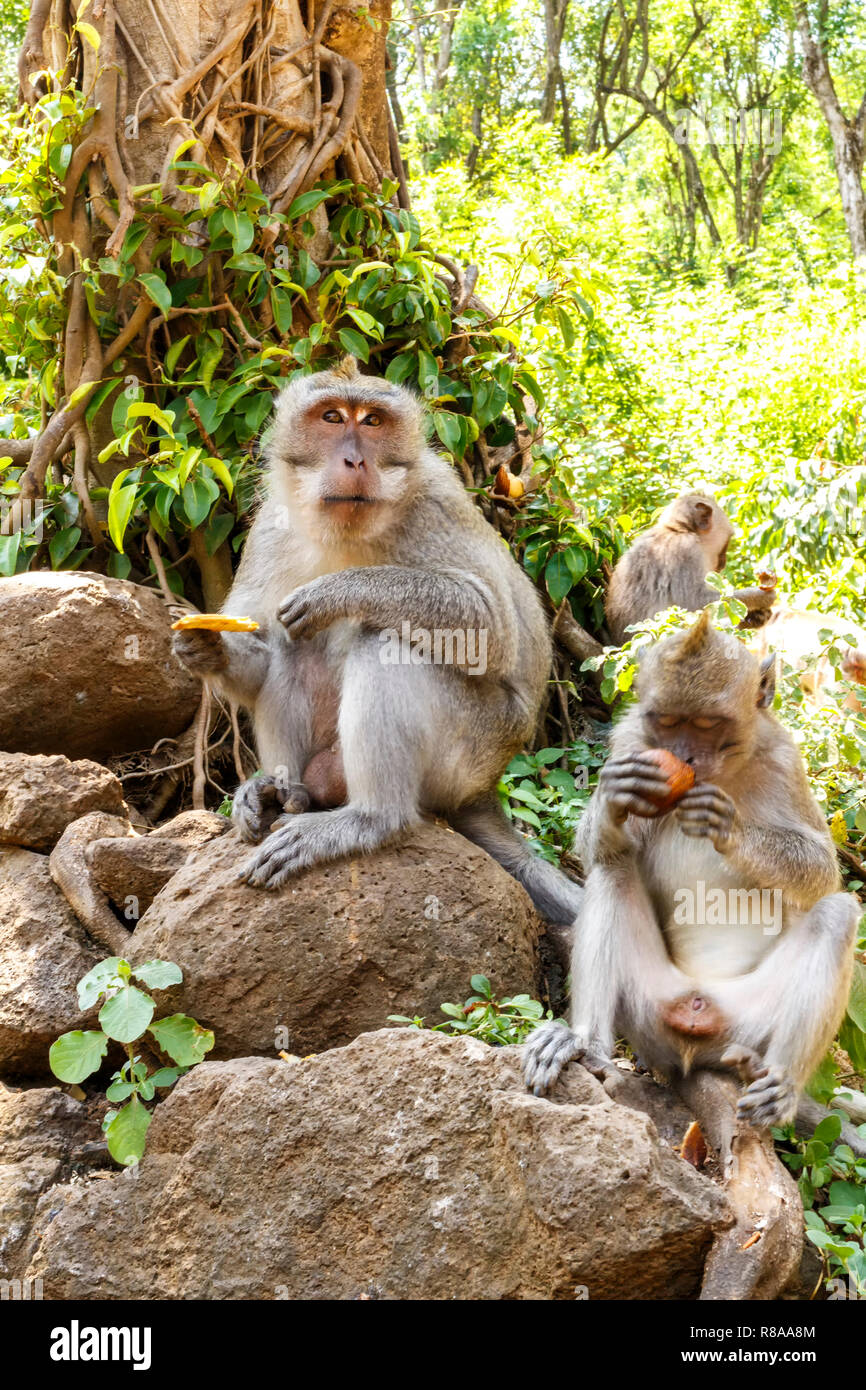 Macaque indonésien. L'habitant de la forêt. Forêt sacrée. Les singes de Bali. Macaca fascicularis. Banque D'Images