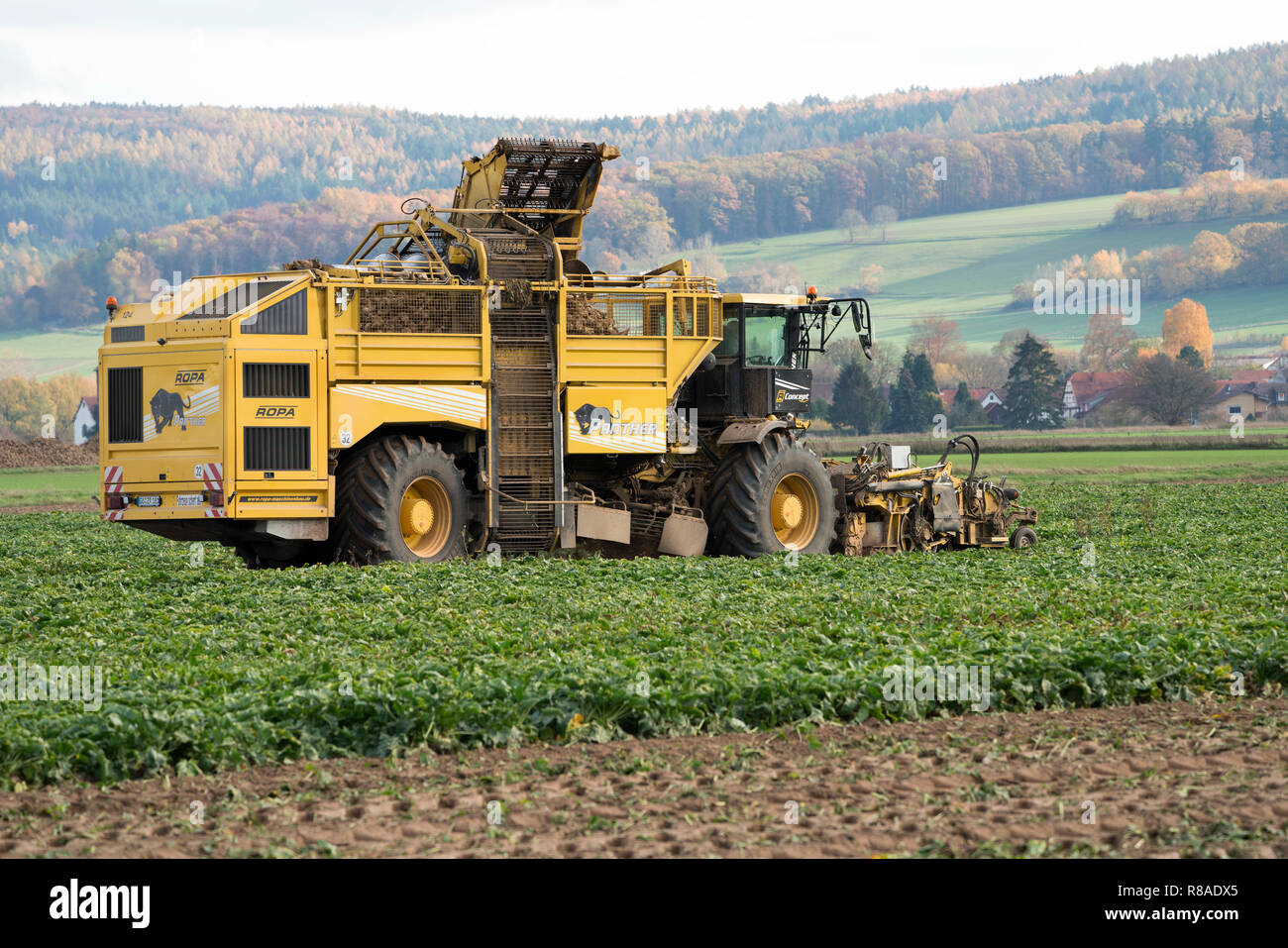 Une récolteuse de betterave, près de la vallée de la Weser, Oberweser, Weser Uplands, Thuringe, Hesse, Allemagne Banque D'Images